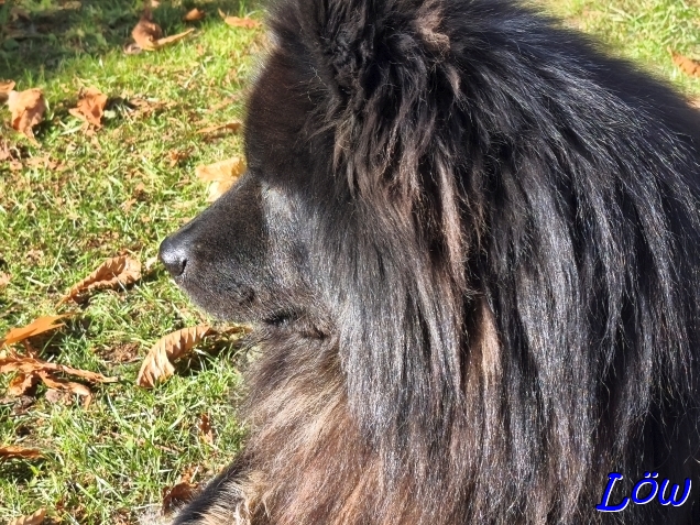 1.11.2025 - Zuviel Sonne